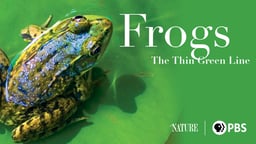Frogs: The Thin Green Line - Endangered Frog Species