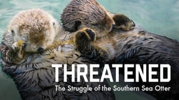 Threatened: The Struggle of the Southern Sea Otter