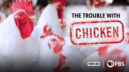 The Trouble with Chicken