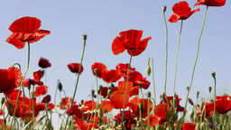 The Science of Poppies, Pleasure, and Pain