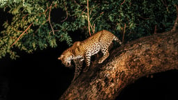 Night Safaris