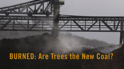 Burned - Are Trees the New Coal?