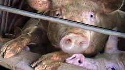 A River of Waste - The Hazardous Truth about Factory Farms