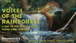Still image from video Voices of the Rainforest