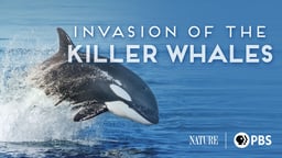 Invasion of Killer Whales