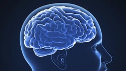 Neural Codes in the Brain