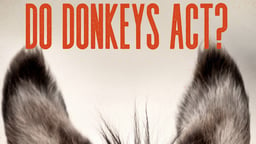 Do Donkeys Act? - The Mystery and Intrigue of the Donkey