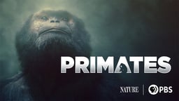Nature: Primates
