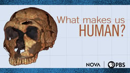 scienceNOW What Makes Us Human?