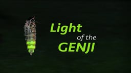 Light of the Genji - Fireflies and Artificial Light