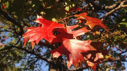 How Temperate Trees Change Color and Grow