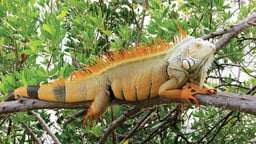 Reptiles: Adaptations for Living on Land