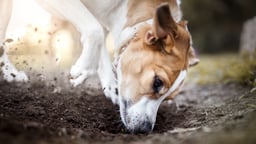 Housetraining, Chewing, and Digging
