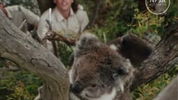 Koalas: The Bare Facts