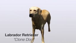 Clone Dog: Labrador Retriever - Cloning Animals with Exceptional Capabilities