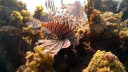 Scourge of the Lionfish