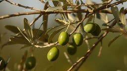 Classical Greece—Wine, Olive Oil, and Trade