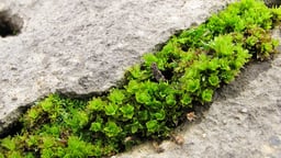 Moss Sex and Peat's Engineered Habitat