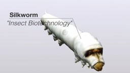 Super Silkworm: Insect Biotechnology