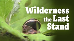 Wilderness the Last Stand