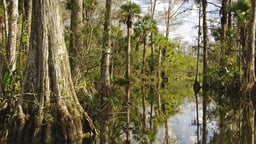 The Everglades and the Congaree Bottomland