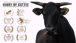 Diary of Cattle