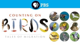 Counting on Birds - Tales of Migration