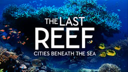 The Last Reef - A Lush Look at Ocean Reefs