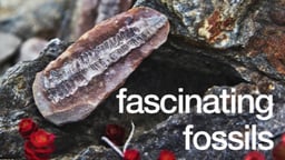 Fascinating Fossils