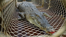 Saltwater Croc - Kakadu National Park, Northern Territory