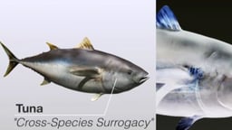Super Tuna: Cross-species Surrogacy