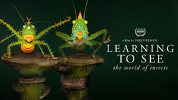 Learning to See - The World of Insects