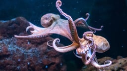Fewer Octopuses or Less Octopi?