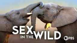 Sex in the Wild - The Biology of Mating