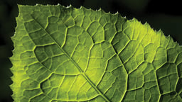 The Leaf as a Biochemical Factory