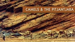 Camels and the Pitjantjara