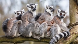 Primate Mammals: Diverse Forest Dwellers