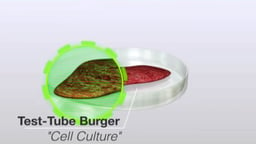 Test-tube Burger: Cell Culture