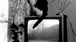Cat on TV