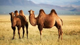 Silk Roads - Perils of Camels and Caravans