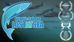 Atlantic Salmon: Lost at Sea - Fighting to Save Endangered Salmon