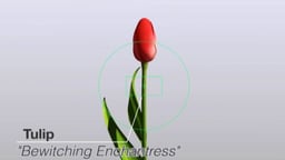 Super Tulip: Bewitching Enchantress