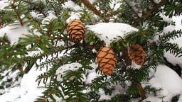 Why Conifers Are Holiday Plants