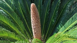 Advent of Seeds: Cycads and Ginkgoes