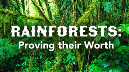 Rainforests: Proving their Worth