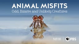 Animal Misfits