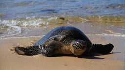 Hawaii: From Sea to Seals