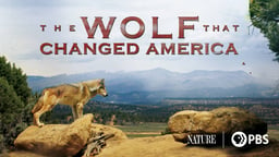 The Wolf That Changed America - Wilderness Preservation in the 19th Century