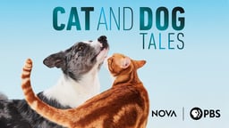 Cat and Dog Tales