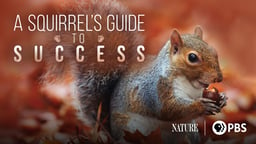 A Squirrel's Guide to Success
